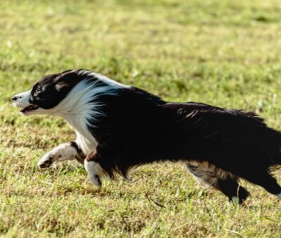 How to deal with a reactive Australian Shepherd