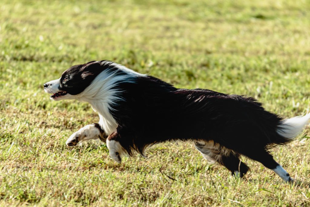 How to deal with a reactive Australian Shepherd