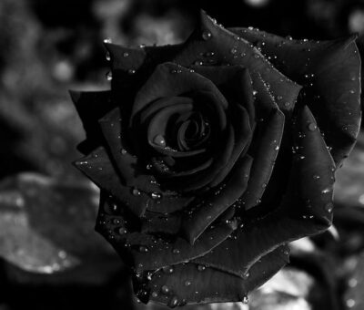 The Most Stunning Black Flowers Ever